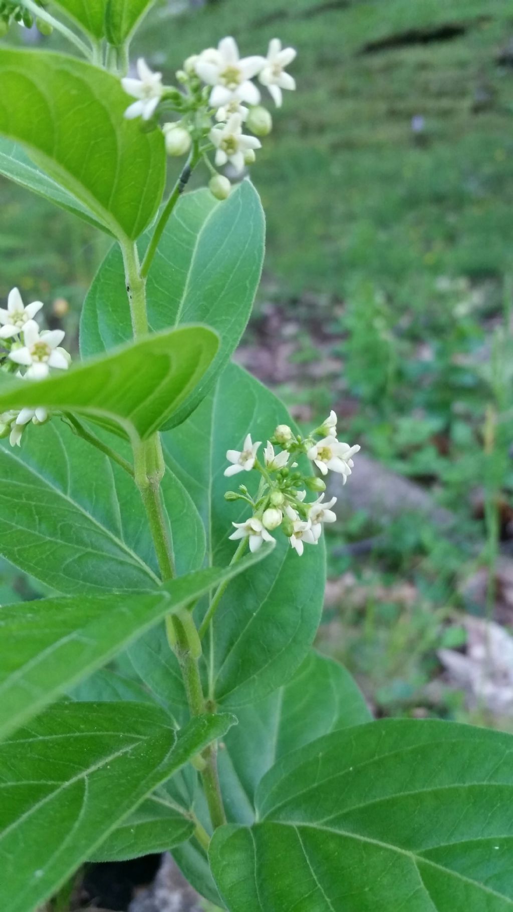 Vincetoxicum hirundinaria (Apocynaceae)